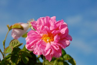 bulgarische Damascena Rose