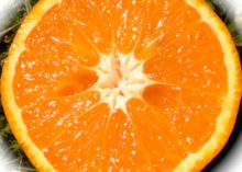 Orange süß © M. Hoch, Aromacampus