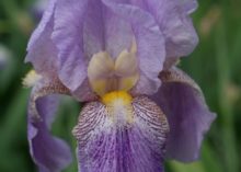 Irisblüte, Foto: K3